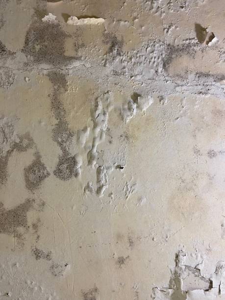 Best Office Mold Removal Services  in Golden Gate, FL