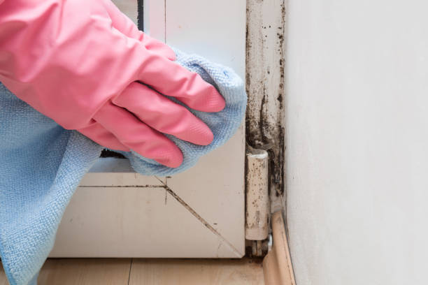 Office Mold Removal Services in Golden Gate, FL