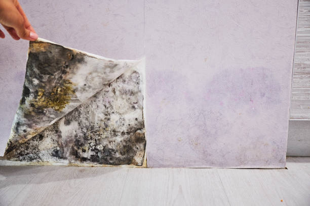Trusted Golden Gate, FL Mold Removal Experts